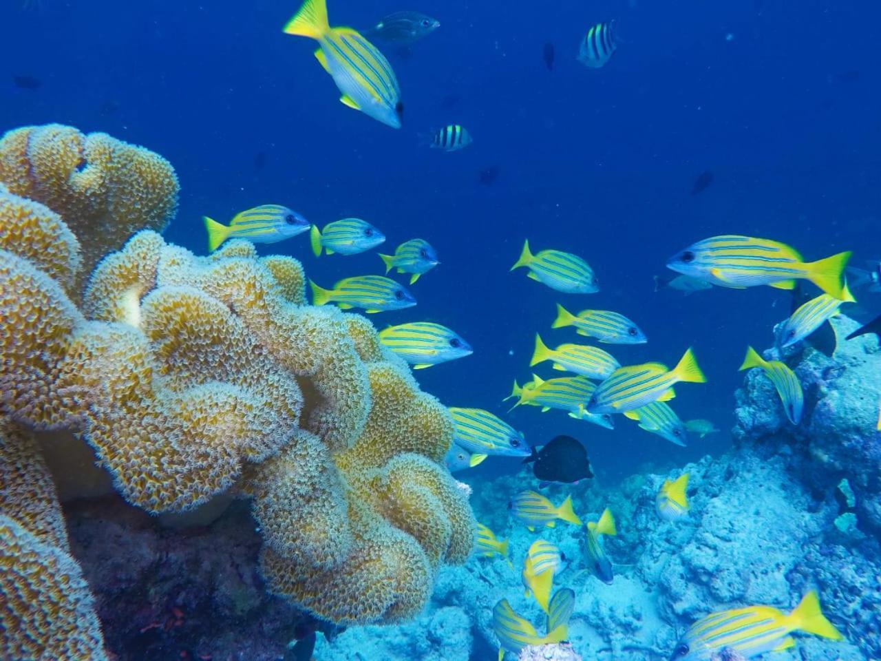 Moodhumaa Inn Guraidhoo  Ngoại thất bức ảnh