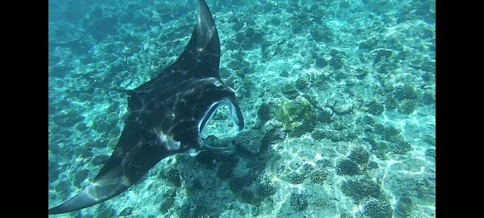 Moodhumaa Inn Guraidhoo  Ngoại thất bức ảnh