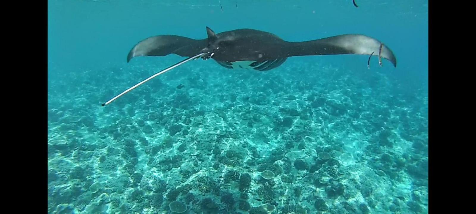 Moodhumaa Inn Guraidhoo  Ngoại thất bức ảnh