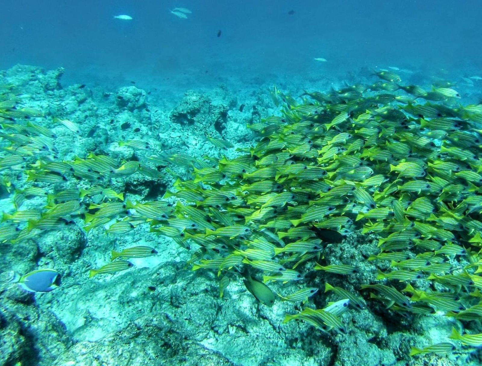 Moodhumaa Inn Guraidhoo  Ngoại thất bức ảnh