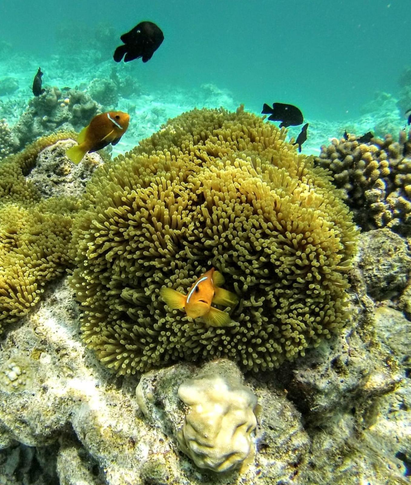 Moodhumaa Inn Guraidhoo  Ngoại thất bức ảnh