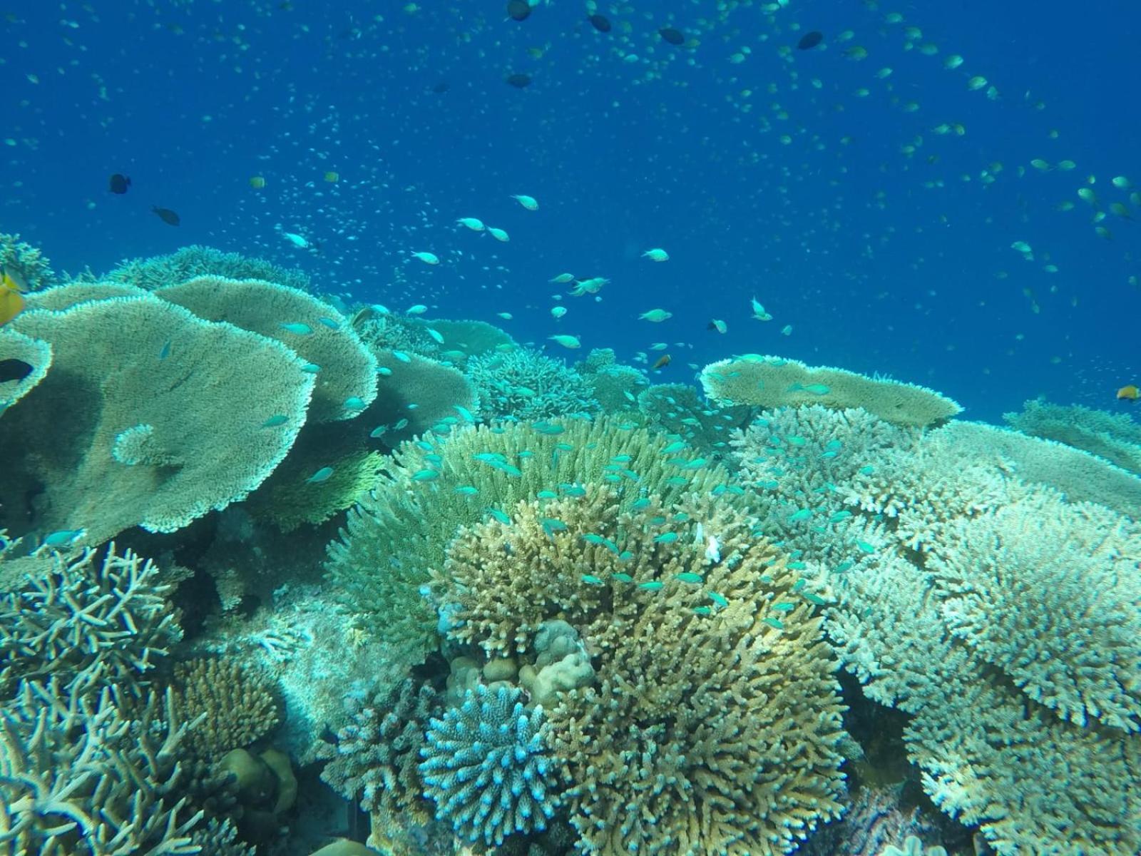 Moodhumaa Inn Guraidhoo  Ngoại thất bức ảnh