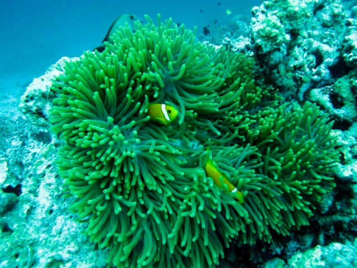 Moodhumaa Inn Guraidhoo  Ngoại thất bức ảnh